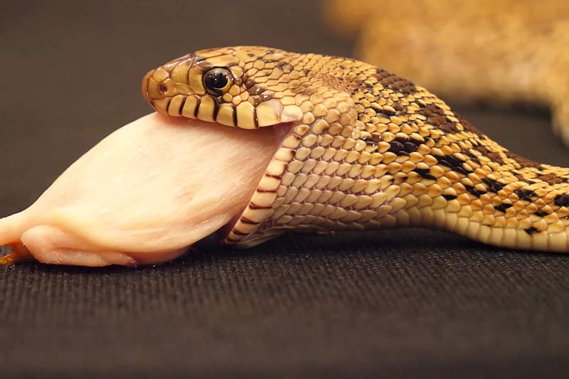 Что ест кукурузная змея?