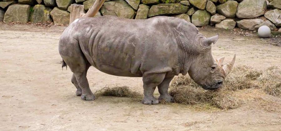 Чем питается носорог