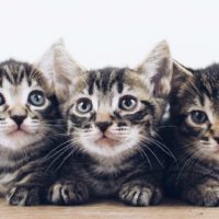 Как приучить котенка к сухому корму и как его правильно кормить