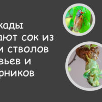Что едят цикады?