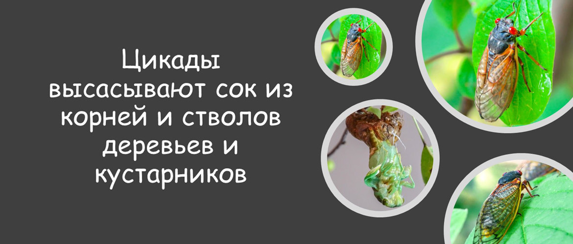 Как Выглядит Цикада Фото