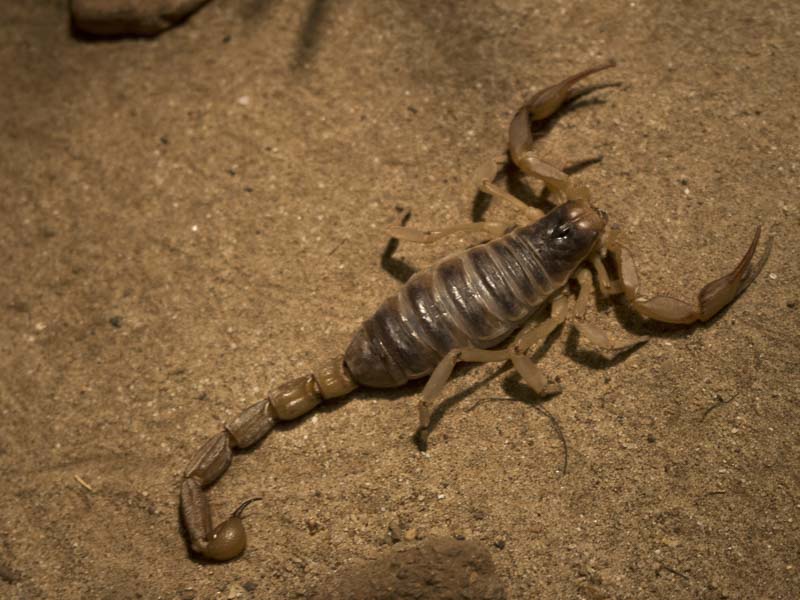 Что едят скорпионы?