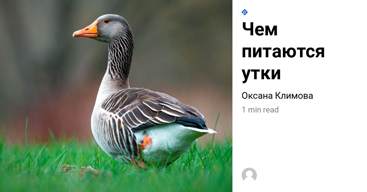 Что за утка