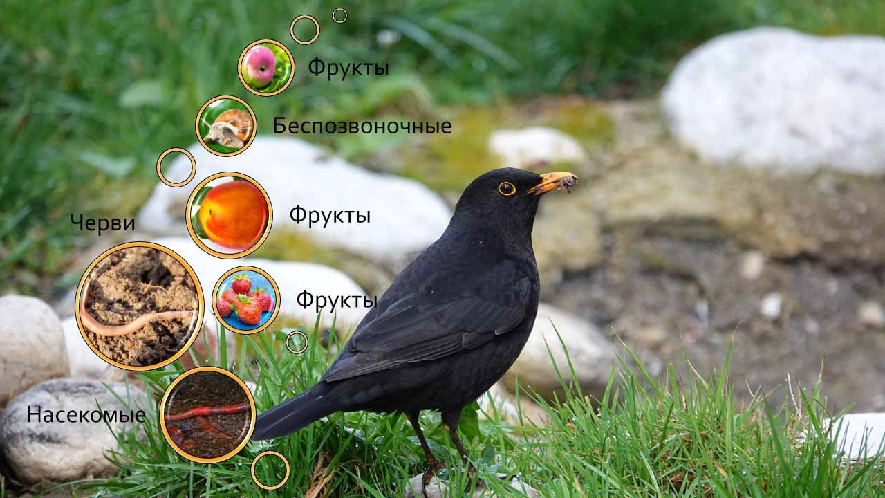 Большую часть пищи птицы могут. Справочник по орнитологии: питание птиц. На тему: «Питание птиц»
