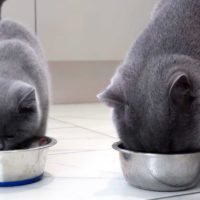 Чем лучше кормить кошку, сухим или влажным кормом?