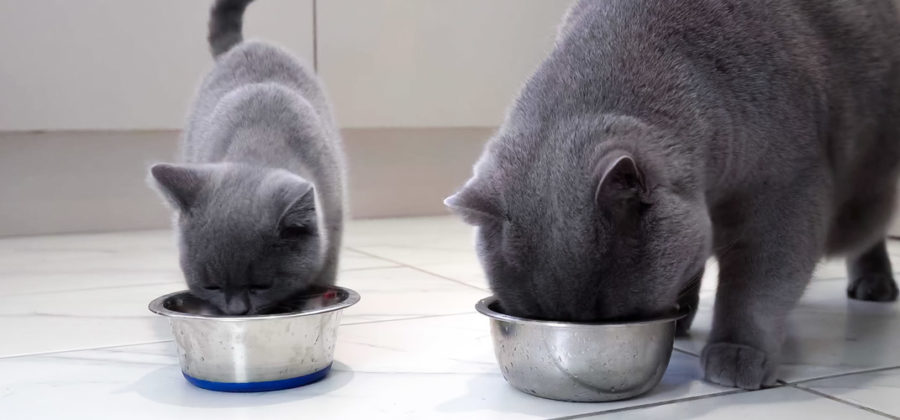 Чем лучше кормить кошку, сухим или влажным кормом?