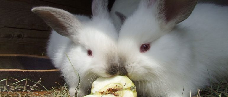 кролики-едят-яблоки