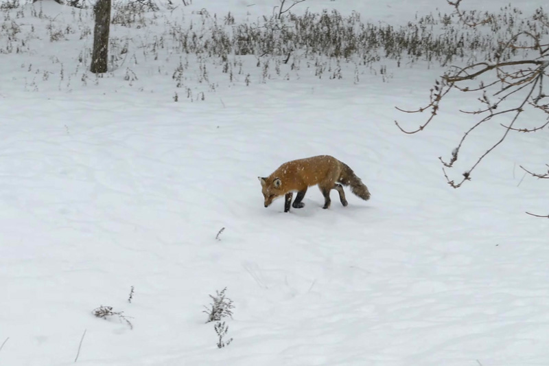 Лиса ищет корм под снегом