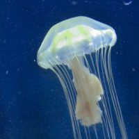 Едят ли медуз, чем они вредны и полезны при употреблении их в пищу