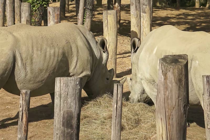 Носороги в зоопарке едят сено