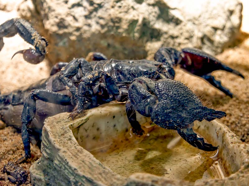 Что едят скорпионы?